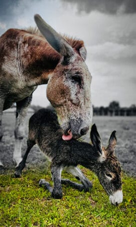 Bugs and Baby Mammouth Donkey