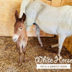 White Horse Farms Arabian Mule