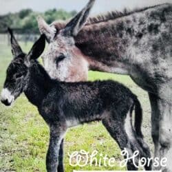 Bugs Red Roan Mammoth Donkey with John Colt