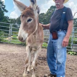 Don Townley with Emma Lou Mammoth Donkey