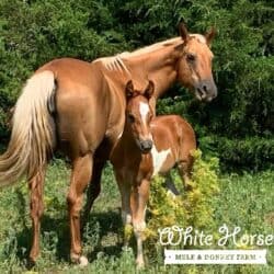 WH Moon River Paint Mare