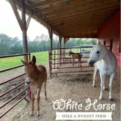 White Horse Sally Arabian Mule