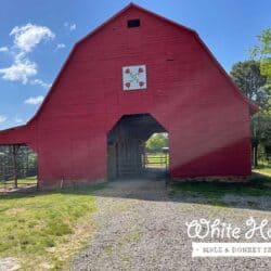 White Horse Mule and Donkey Farm Red Barn