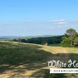 White Horse Farms Booneville Arkansas Pastures